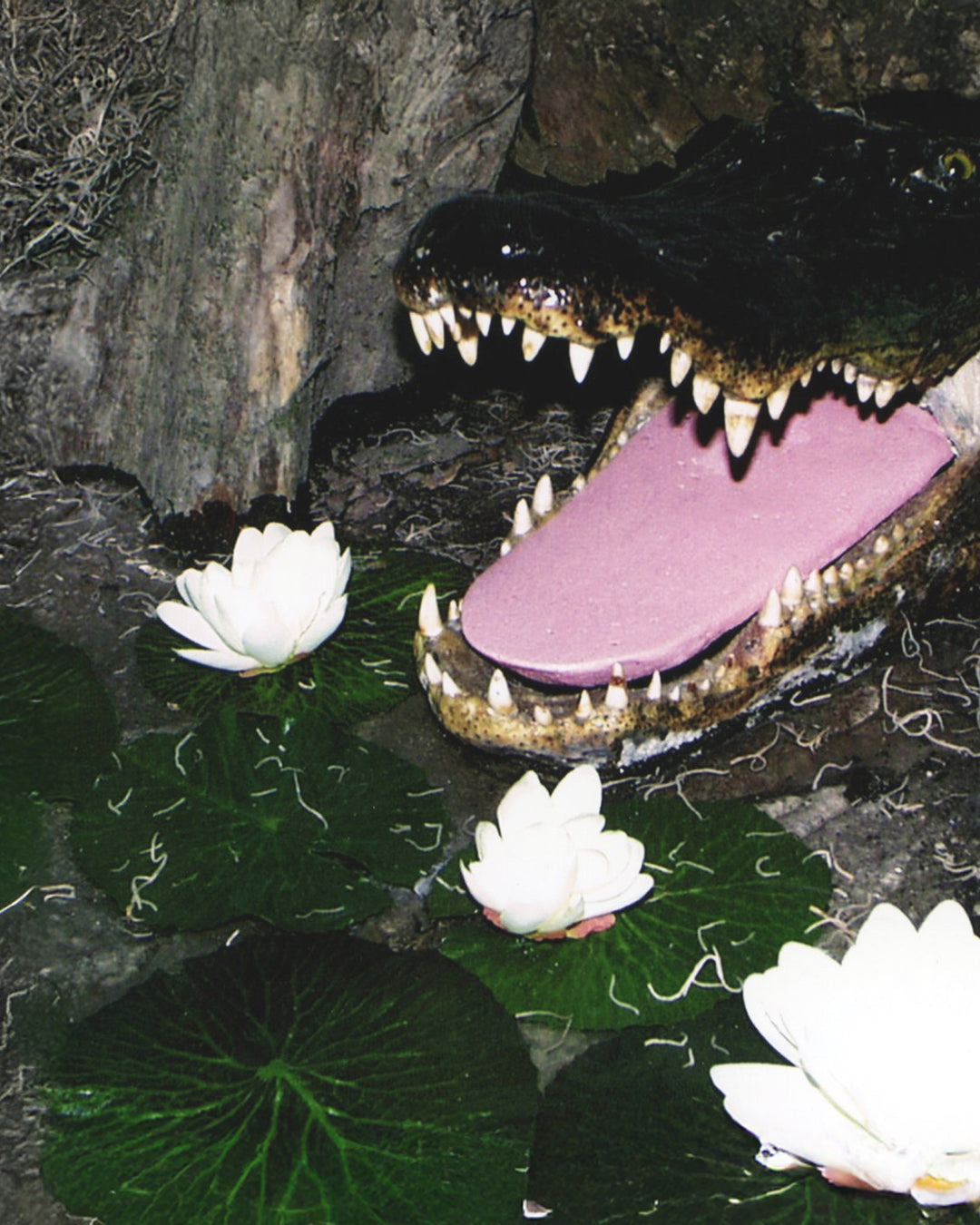 Alligator with open mouth near water lilies in a pond setting